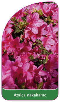 Azalea nakaharae