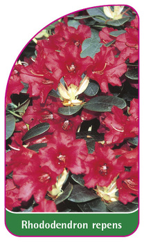 Rhododendron repens