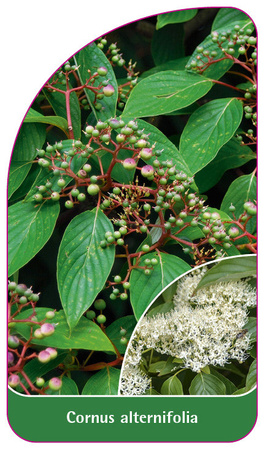 Cornus alternifolia