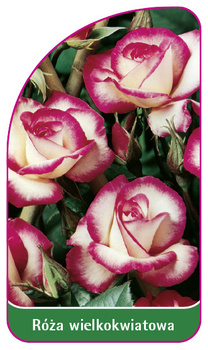 Róza wielkokwiatowa Nr. 266