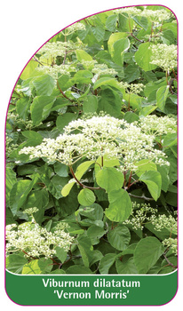 Viburnum dilatatum 'Vernon Morris'