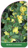 Berberis verruculosa