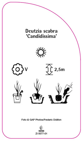 Deutzia scabra 'Candidissima'