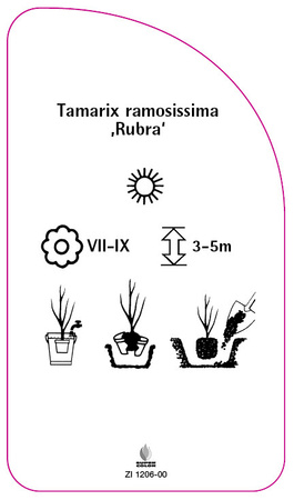 Tamarix ramosissima Rubra'
