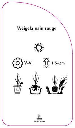 Weigela nain rouge