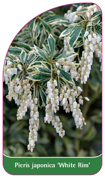 Pieris japonica 'White Rim'