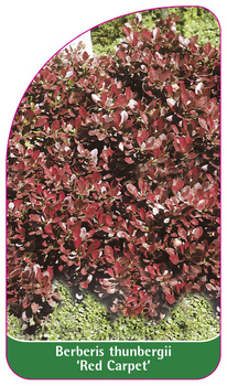 Berberis thunbergii 'Red Carpet'