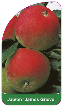 Jabłoń 'James Grieve'