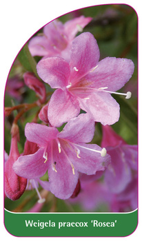 Weigela praecox 'Rosea'