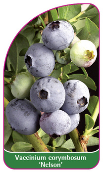 Vaccinium corymbosum 'Nelson'