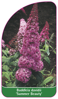 Buddleia davidii 'Summer Beauty'