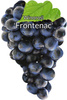 Vinná réva Frontenac