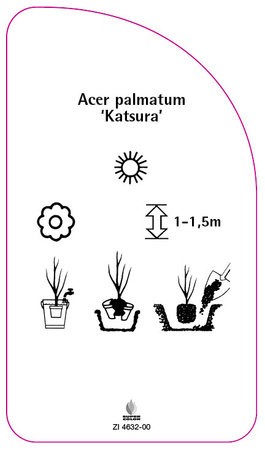 Acer palmatum 'Katsura'