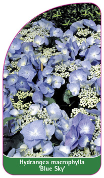 Hydrangea macrophylla 'Blue Sky'