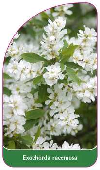 Exochorda racemosa