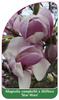 Magnolia campbellii x liliiflora 'Star Wars'