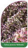 Cytisus praecox 'Hollandia'