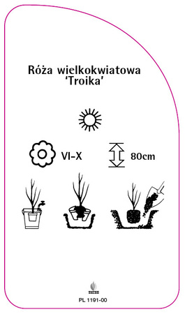 Róza wielkokwiatowa 'Troika'