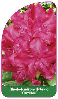 Rhododendron-Hybride 'Cardinal'
