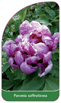 Paeonia suffruticosa