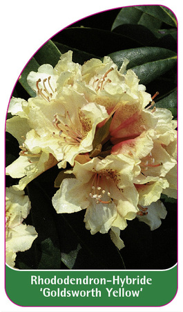 Rhododendron-Hybride 'Goldsworth Yellow'