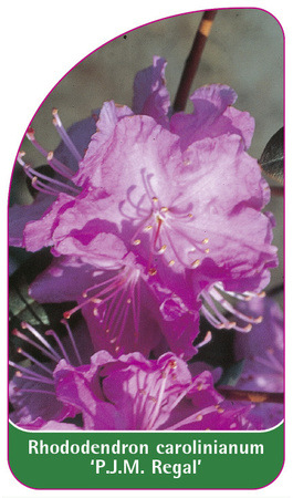 Rhododendron carolinianum 'P.J.M. Regal'