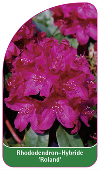 Rhododendron-Hybride 'Roland'