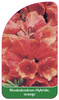 Rhododendron-Hybride, orange