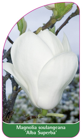 Magnolia soulangiana 'Alba Superba'