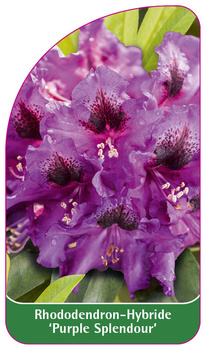 Rhododendron-Hybride 'Purple Splendour',
