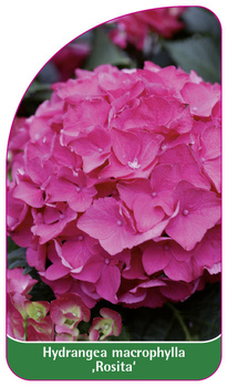 Hydrangea macrophylla ,Rosita'