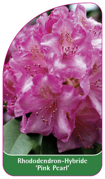 Rhododendron-Hybride 'Pink Pearl'