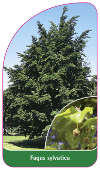 Fagus sylvatica