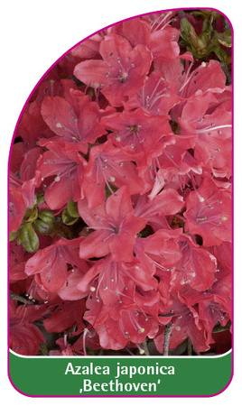 Azalea japonica ,Beethoven'