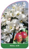 Malus, weiß