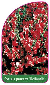 Cytisus praecox 'Holladia'