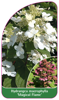 Hydrangea macrophylla 'Magical Flame'