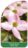 Cornus kousa 'Beni Fuji'