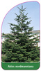Abies normanniana
