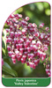 Pieris japonica 'Valley Valentine'
