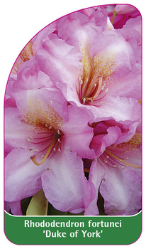 Rhododendron fortunei 'Duke of York'
