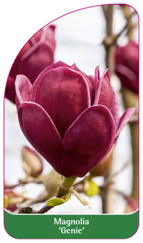 Magnolie 'Genie'