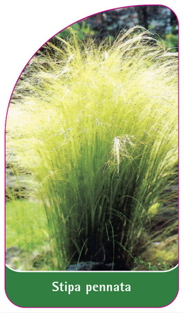 Stipa pennata