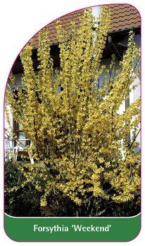 Forsythia 'Weekend'