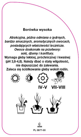 Vaccinium corymbosum 'Elizabeth'