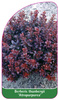 Berberis thunbergii 'Atropurpurea'