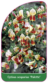 Cytisus scoparius 'Palette'