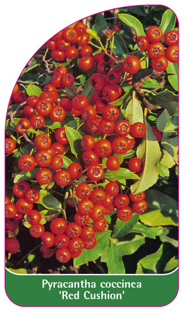 Pyracantha coccinea 'Red Cushion'