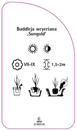Buddleia weyeriana 'Sungold'