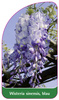 Wisteria sinensis, blau